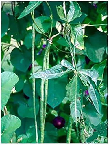 Yard Long Bean Seeds - Kurosanjaku Green Beans - 20 Seeds