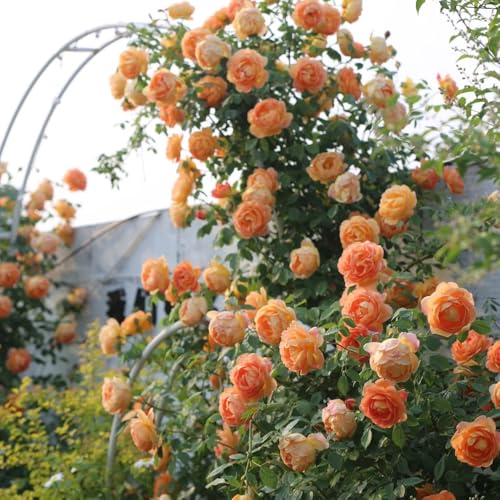 rose rampicanti resistenti semi profumati - biologici giardino decorazione aiuola rialzata 85pcs