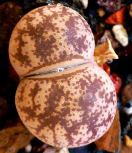 Lithops Coleorum, Rare Mesembs Exotic Succulent Living Stones Cactus jocad (30 Seeds)