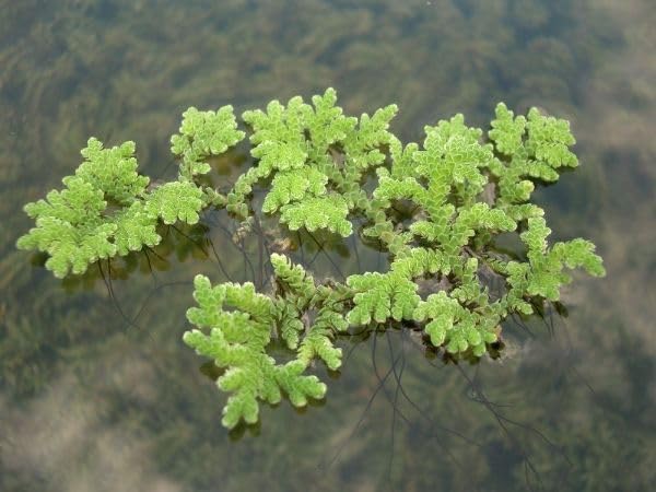 Azolla Seeds Floating Aquarium Plants for Freshwater Fish Tanks Shrimp Habitat Pond Gardens and Organic Resource Expansion (1300 Healthy Plant Seeds In Packet)-image-15