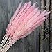 NNYCC Pampas Eternamente Duraderos Hierba Pequeñas Flores Secas Secados Al Natural De...