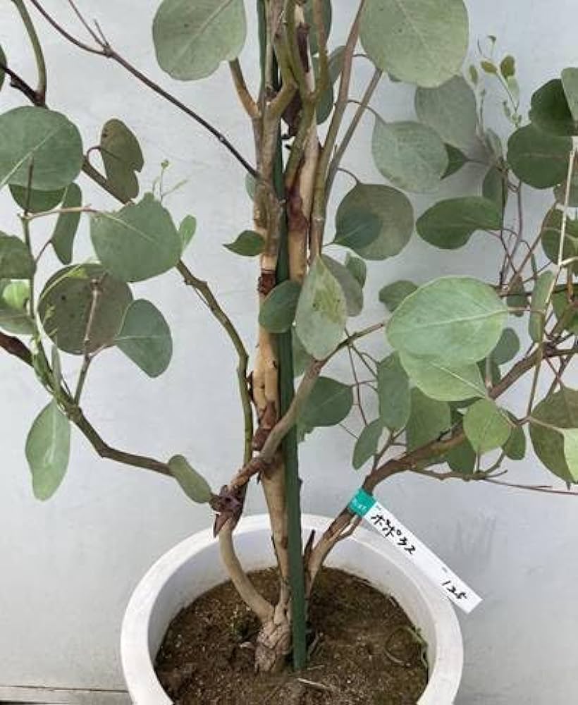 Amazon.co.jp: 《現品》ユーカリポポラス 樹高1.8m（鉢含まず