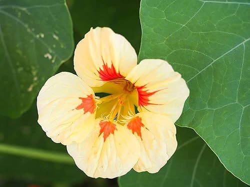 Miniatura 5 de Semilla de capuchina para plantar hermosas flores Bonsái Decor-50pcs Semillas