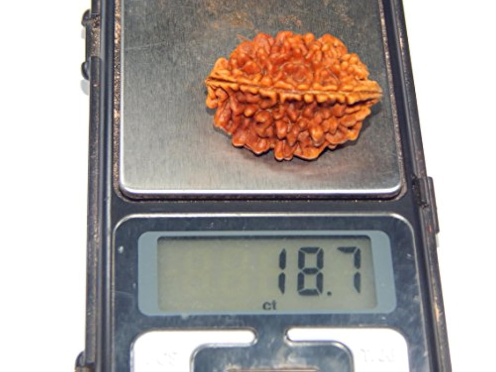 Two Mukhi Rudraksh Nepal Bead for Pooja