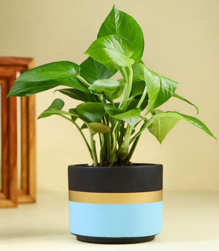 GENALESA Air Purify Good Luck Money Live Indoor Plant In Living Room, Balcony, Kitchen, Home Decor, Office Desk Decor, Window Decor (Same Day Delivery) White No Pot, G_448-image-15