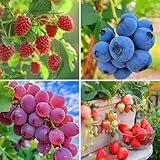 Mixrug 1060pcs Mixed Berry Seeds Kit for Planting (Grapes, Strawberries, Blueberries, Raspberries Seed Pack), Non-GMO Perennial Fruits Seeds, Home Garden Plants for Outdoors