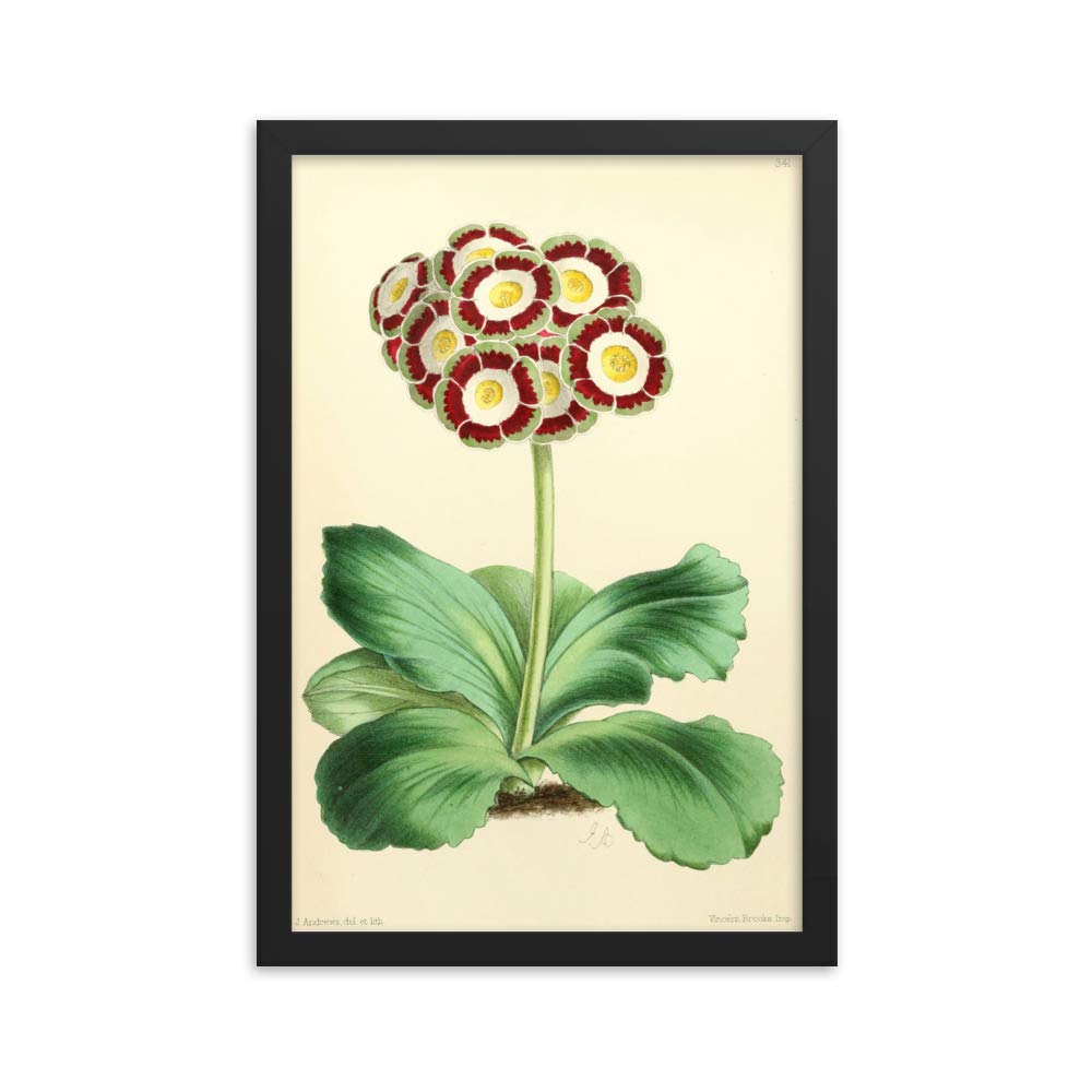 Affiche encadrée Primula Auricula pour salon élégant