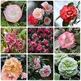 10 Piezas Semillas Resistentes De Camelia - Camellia Japonica - Plantas En Maceta Resistentes, Mezcla De Semillas De Camelia De Flores Silvestres, Comprar Semillas De Camelia, Salón Decorati