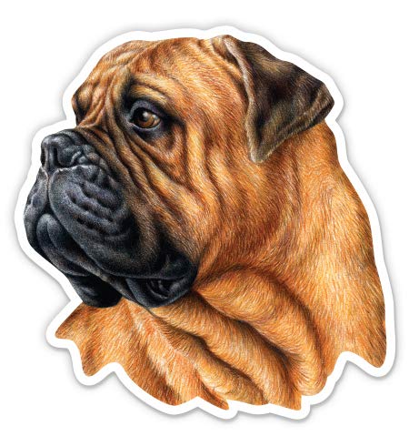Bullmastiff - 5