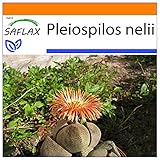 SAFLAX