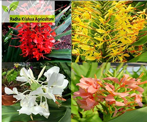 Hedychium Mix Color of The Most Beautiful Gingerlily Flowers Bulb for Your Garden - Pack of 2 Bulbs-image-24