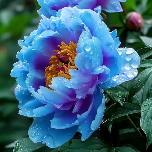 Peonía Asia Azul, híbrido de peonías grande, planta perenne resistente al invierno, plantas de Holanda para jardín y maceta (no semillas, bulbos o artificiales).-1bulbo-E