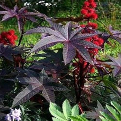 Outsidepride Gibsonii Castor Bean Seeds - 50 Pcs Annual Quick-Growing Tropical Flower Seeds for Planting Vibrant Foliage & Colorful Blooms for Eye-Catching Borders Gardens & Landscapes