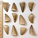 Museum Quality Mosasaurus Tooth in Display Case - Genuine Dinosaur Tooth from the Late Cretaceous Period - A-Grade Dinosaur Fossils