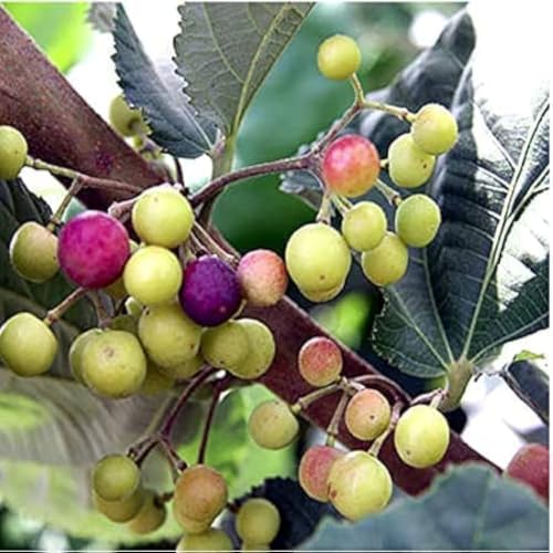 Image of Phalsa Live Plant | Fruit Bearing Tree | Healthy & Easy to Grow Plant for Home, Terrace & Outdoor Gardening | Pack of 1