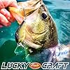 LUCKY CRAFT 1.5DRS Deep Rattle Sound, 419 BP Golden Shiner, Crankbait, Squarebill, Freshwater Fishing Gear, Tournament Winning, Champion Bait, Fishing Accessories, Fishing Tackle #5