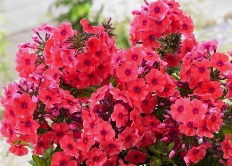 1 Pack of 300 SEEEDS DRUMMOND'S Phlox COCCINEA - Phlox drummondii grandiflora