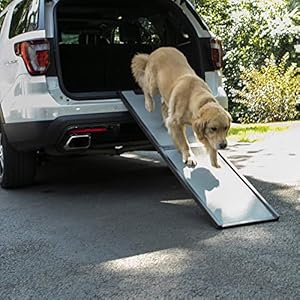 Gen7petsnaturalsteprampforvehicles72inch  Cucciolini Doodles   cucciolini doodles