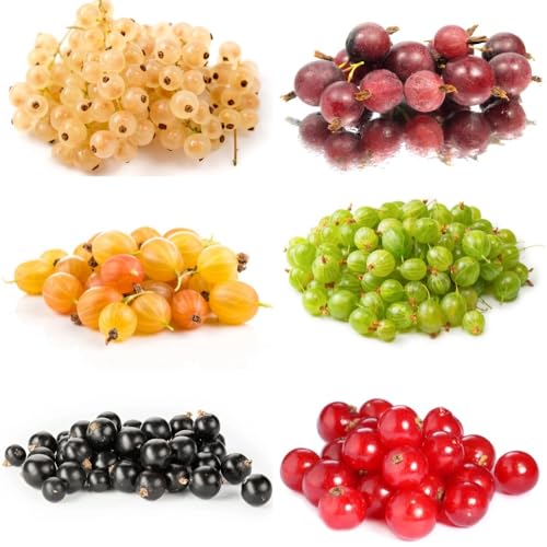 semillas de grosella espinosa, exóticas resistentes Grosella espinosa, de balcón semillas de frutas carambola 400pcs