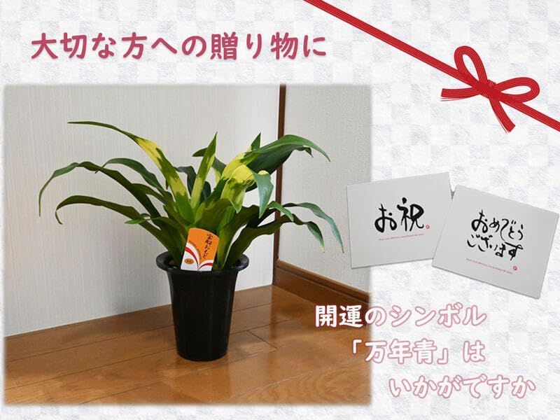 装飾的な陶器製植木鉢 万年青鉢 盆栽 園芸 ガーデニング 1 81xSZvwOVkL._UF350,350_QL50_.jpg