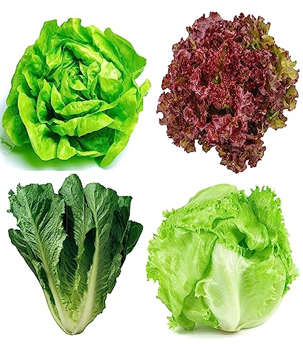 Lettuce Seeds Variety Pack for Planting – 4 Heirloom Types: Iceberg Crisphead, Buttercrunch Butterhead, Parris Island Romaine, Lollo Rosso – Non-GMO, Indoor & Outdoor Garden Lettuce Seed Kit