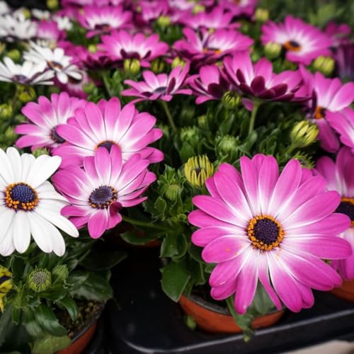 Image of Osteospermum Seeds Pack 50+ Premium African Daisy Garden Seeds for Planting Balcony Terrace Home Gardening Colorful Daisy Flowers Easy Grow Seasonal Bloom Plants (Osteospermum 55++)
