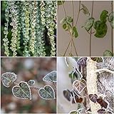 200 piezas Semillas de Ceropegia woodii variegata - jardinería balcón plantas plantas carnívoras,suculentas,plantas suculentas,suculentas Comprar plantas decorativas