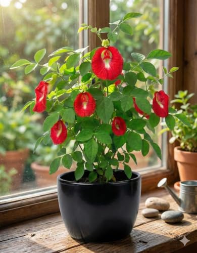 Image of Rare Red Aparajita Flower Live Plant | Red Butterfly Pea (Clitoria Ternatea) Medicinal Creeper with Pot | Fast Growing Flowering Climber for Home Garden, Balcony & Outdoor Use | (Pack of 1)