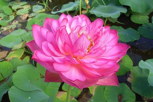 Florona Aquatic plant Dwarf ‘Rosea Plena ’ Lotus Nelumbo nucifera Pink Color 15 Seeds Pack For Planting (B09HMQ9RY3) Amazon Price History, Amazon Price Tracker