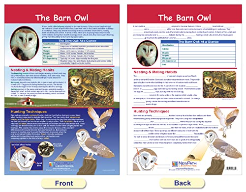 Newpath Learning Owls & Owl Pellets Bulletin Board Charts, Set/5 - Laminated, Double-Sided, Full-Color, 12" X 18" (94-7006) #TOP3