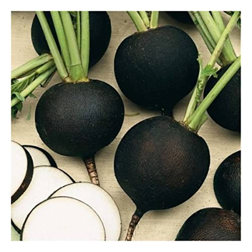 Sementes de Rabanete Ulisses [Preto] ISLA