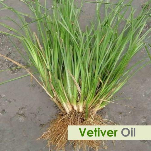 Image of Crysalis Vetiver Oil 30 ml (1.01 fl oz) - Deep Earthy-Smoky Aromatic Oil for Candles, Soap Making & DIY Blends