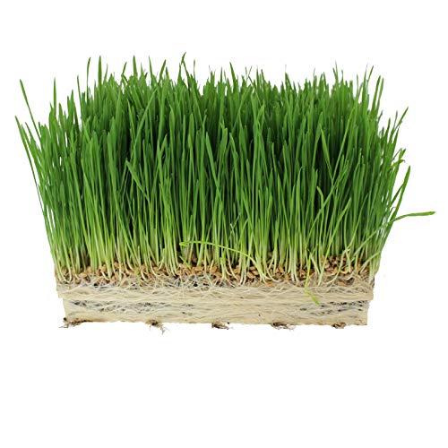 Organic Cat Grass Seed Blend For Planting - 12 Oz. Handy Pantry Brand - A Healthy Mix Of Organic Wheatgrass Seeds, Barley, Oats, And Rye Seeds - Non-Gmo Wheatgrass Seeds For Pets #TOP2