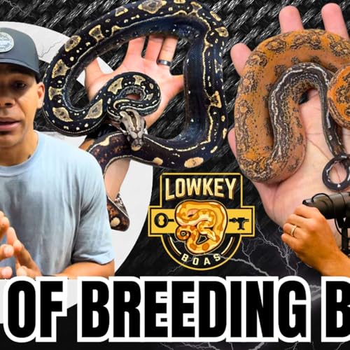 Art Of Breeding Boas | Trap Talk With MJ Ep.771 (Live)