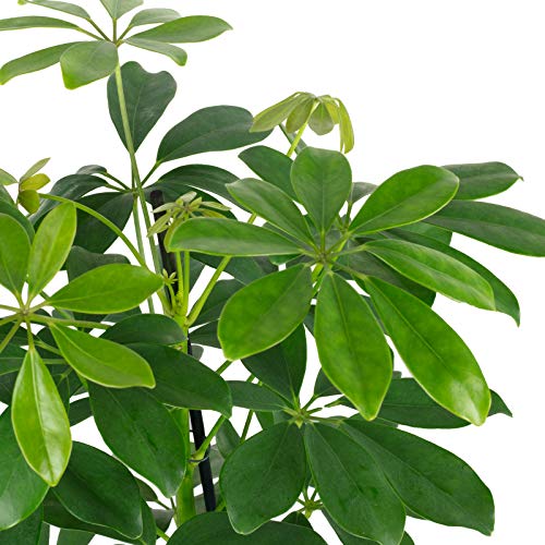Strahlenaralie Mix - echte Zimmerpflanze, Schefflera - Höhe ca. 45 cm, Topf-Ø 13 cm - Image 7