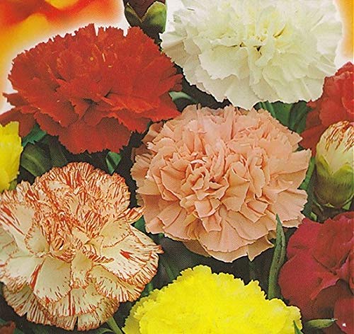 PREMIER SEEDS DIRECT - Carnation Seeds - CHAUBAUD Mixed (7,000 Seeds)
