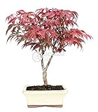 Bonsái exterior Bonsai - Arce, 7 Años (Bonsai Sei - Acer Palmatum Atropurpureum)