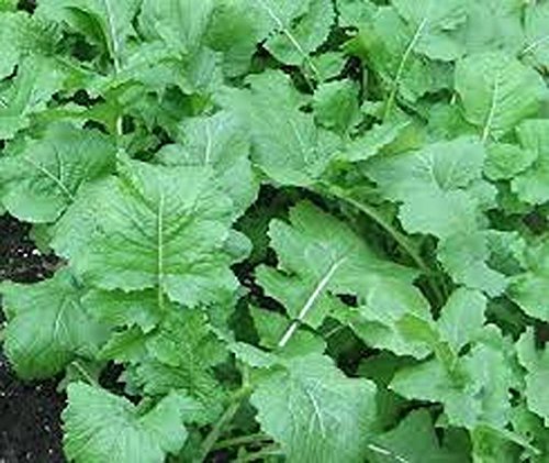 Turnip Seven Top Turnip Seeds NON- GMO 50 Seeds per package.