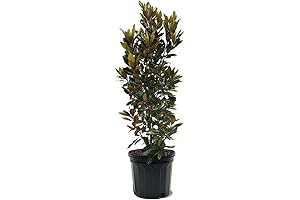 Little Gem Magnolia: Compact Evergreen for a Smaller Space
