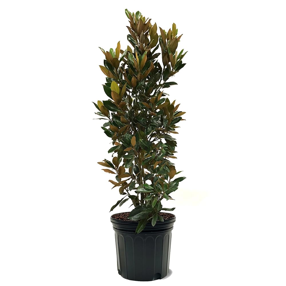 Generic Little Gem Magnolia, Compact Flowering, Hardy, Slow-Growing, Evergreen, 7 gal, Nursery Pot, 3 ft