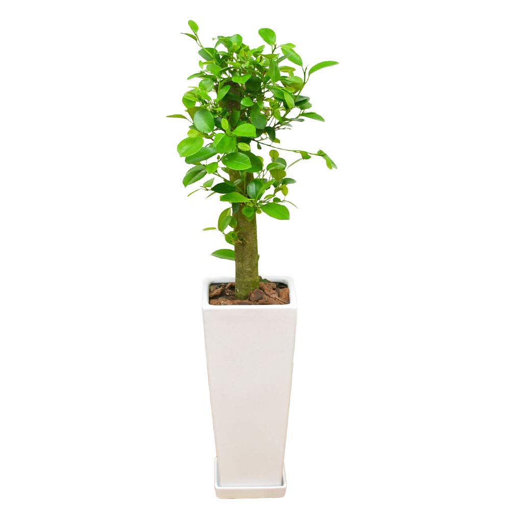 Amazon｜ガジュマル 一本立ち ロングスクエア陶器鉢植え 7号 選べる