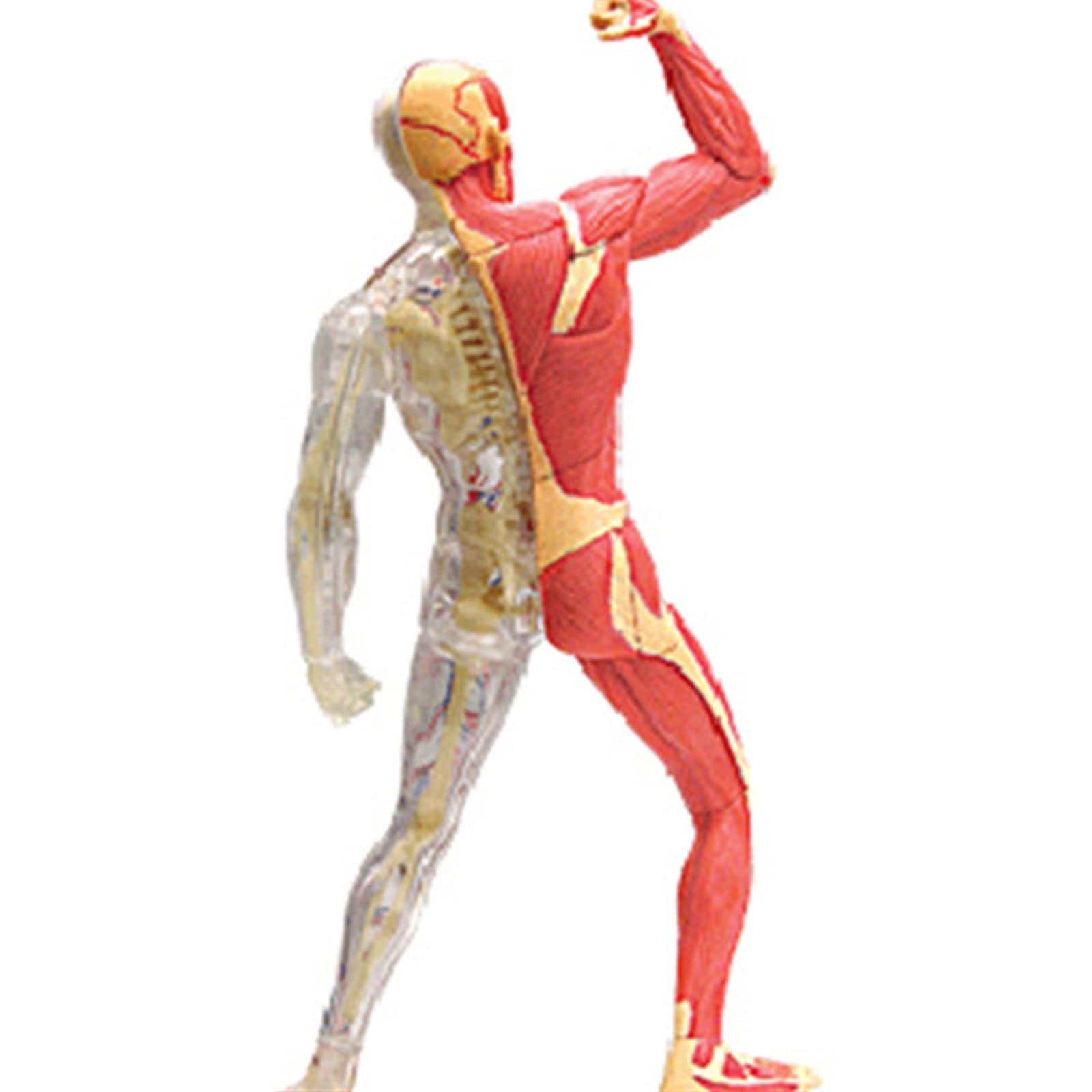 Modello in miniatura del muscolare Anatomia umana Modello scheletro muscolare Strumento didattico medico per studio medico e visualizzazione Anatomia del muscolare per bambini