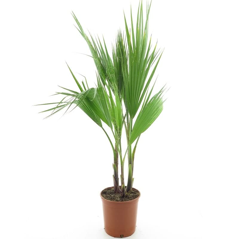 Washingtonia robusta MULTISTAMM - Mexikanische Washingtoniapalme - verschiedene Größen (80-100cm Topf Ø 22cm)