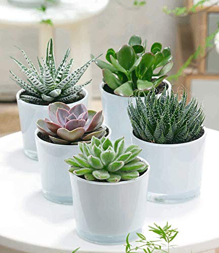 Hakbijl BALDUR-Garten 5er Sukkulenten-Mix mit Glas-Übertopf,1 Set sehr pflegeleicht Cover