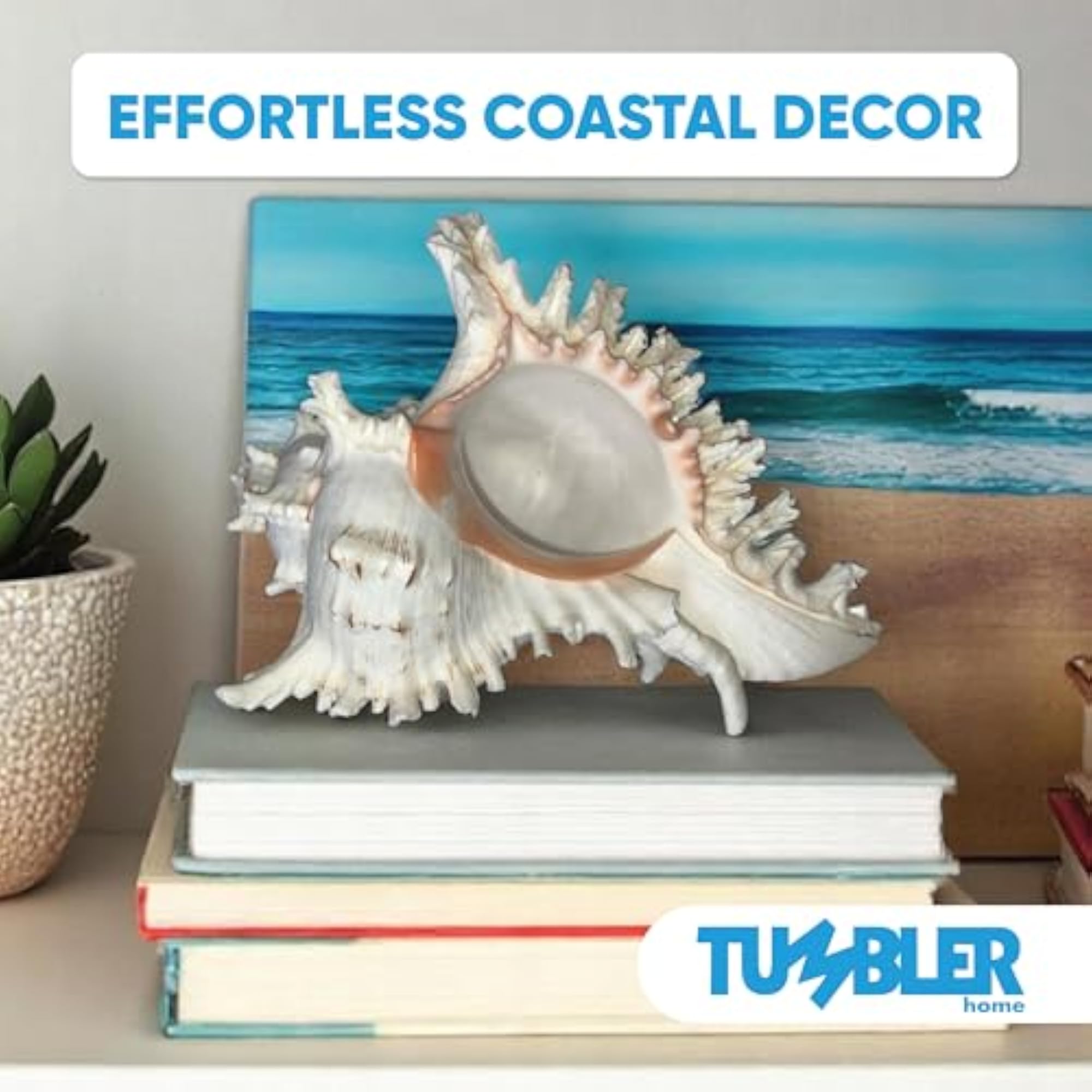 Large Conch Shell for Aquarium and Beach Decor