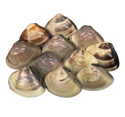 VR n͂܂ () tYmLFnOKAWARINX nn}O n 100gTCY×3kg ①