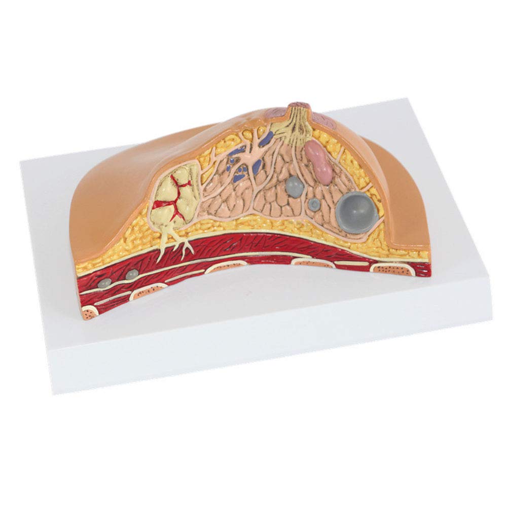 Anatomy Models, ModelBreast Structure Anatomical ModelNatural BigUsed for Medical ResearchAnatomy Teaching Display