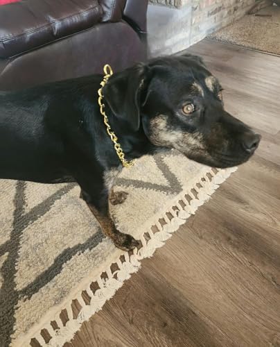 Gold Choker Halsband für große Hunde, Metall Schlupf Hund Kette Halsbänder Heavy Duty Ausbildung Martingal Halsbänder für kleine mittlere große Rasse Haustiere Jungen Mädchen, X-Large