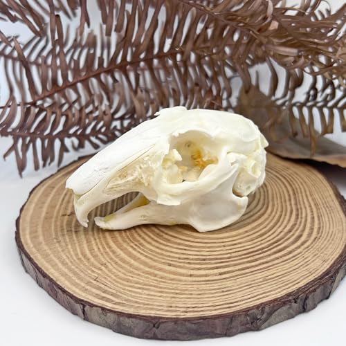 Image of Taxidermy Real Cottontail Rabbit Animals Skull Decor - Model Animals Bones Specimen,Taxidermy Supplies for Science Education,Collection (Rabbit)