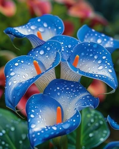 Rare Calla Lily Bulbs, Hardy Perennial, Garden Decoration, No Watering Required, Professional Planting, Suitable for Spring and Autumn-2 Bulbs-D